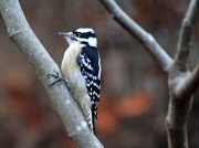 28th Dec 2011 - Female Downy Woodpecker