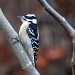 Female Downy Woodpecker by vernabeth