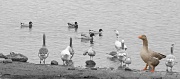 28th Dec 2011 - Gaggle of Geese