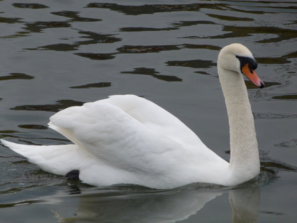 Graceful as a swan by rosiekind