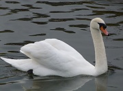 28th Dec 2011 - Graceful as a swan