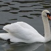 Graceful as a swan by rosiekind