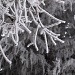 Frosty trees by kiwichick