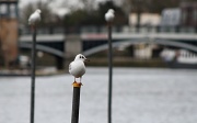 28th Dec 2011 - Posing perch