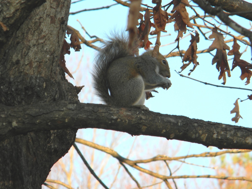 Squirrel Sitting in Tree 12.28.11 by sfeldphotos