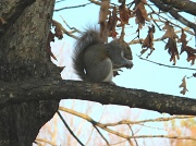28th Dec 2011 - Squirrel Sitting in Tree 12.28.11