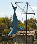 29th Dec 2011 - Another Big(biggish) thing - great white shark at pirate Mini Golf at Maru Koala and Wildlife Park