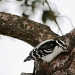 A woodpecker by bruni