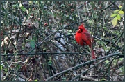 29th Dec 2011 - cardinal