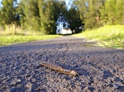 30th Dec 2011 - Crossing paths - Limax maximus