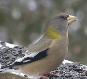 30th Dec 2011 - The Grosbeaks are Back!