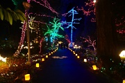 30th Dec 2011 - Lights at the Grotto