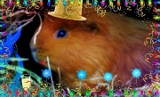 31st Dec 2019 - "Ginger the Party Pig" or "While the Cat's Away"  31.12.11
