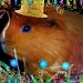 "Ginger the Party Pig" or "While the Cat's Away"  31.12.11 by filsie65