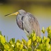 Tri Color Heron Sitting by twofunlabs