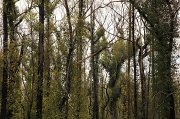 30th Dec 2011 - After the bush fire - renewal, new beginnings