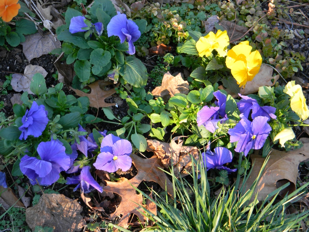 Purple and Yellow Flowers 12.30.11 by sfeldphotos