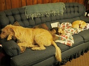 30th Dec 2011 - All Tuckered Out!  