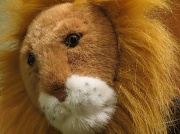 30th Dec 2011 - The Lion Sleeps Tonight!