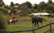 31st Dec 2011 - rusty moos - corrugated metal cows - specially designed for people low in iron