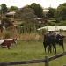 rusty moos - corrugated metal cows - specially designed for people low in iron by lbmcshutter