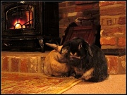 31st Dec 2011 - Rabbits in clover!