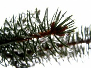 31st Dec 2011 - Natural ornaments OR Freezing Point