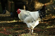 30th Dec 2011 - Cock #2