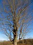 31st Dec 2011 - Winter Tree 
