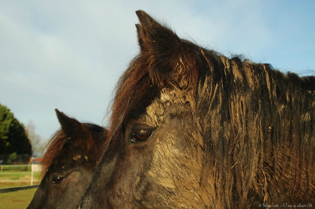 Muddy horses by parisouailleurs