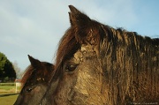 30th Dec 2011 - Muddy horses