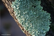 31st Dec 2011 - Light on Lichen