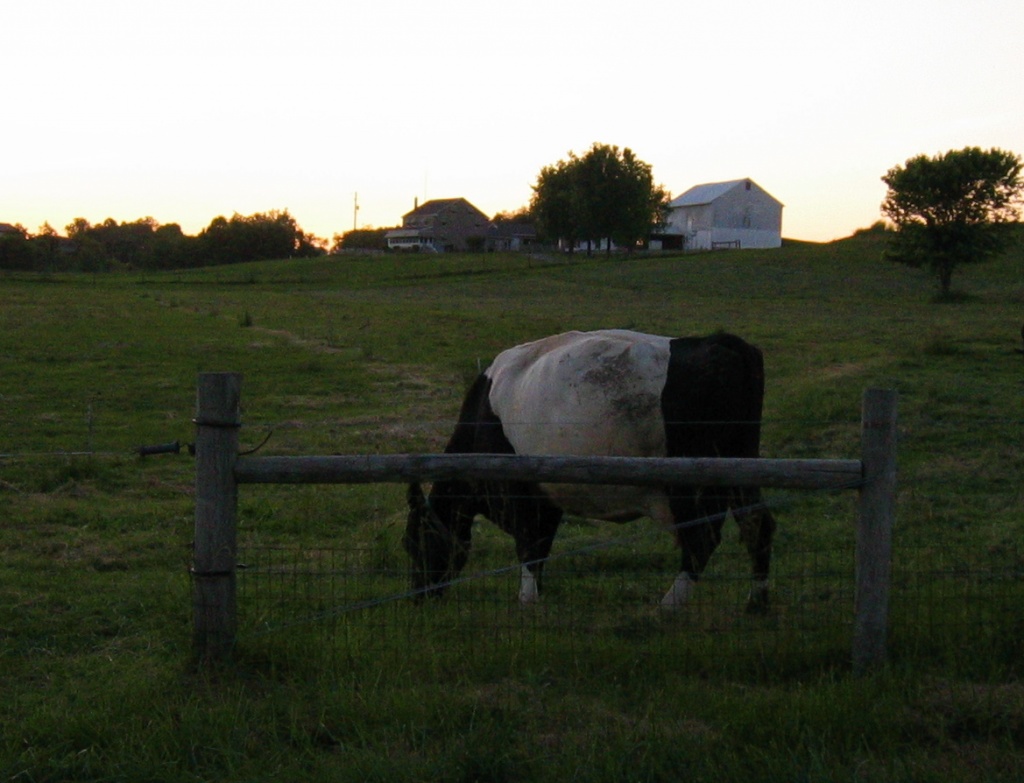 Day 132 The Last of the Oreo Cows by spiritualstatic