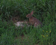 5th Jun 2011 - Day 134 Cottontail Rabbit