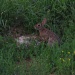 Day 134 Cottontail Rabbit by spiritualstatic