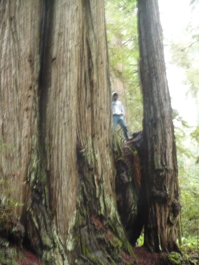 Eldest Son in Redwoods by pandorasecho