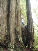 31st Dec 2011 - Eldest Son in Redwoods