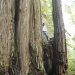 Eldest Son in Redwoods by pandorasecho