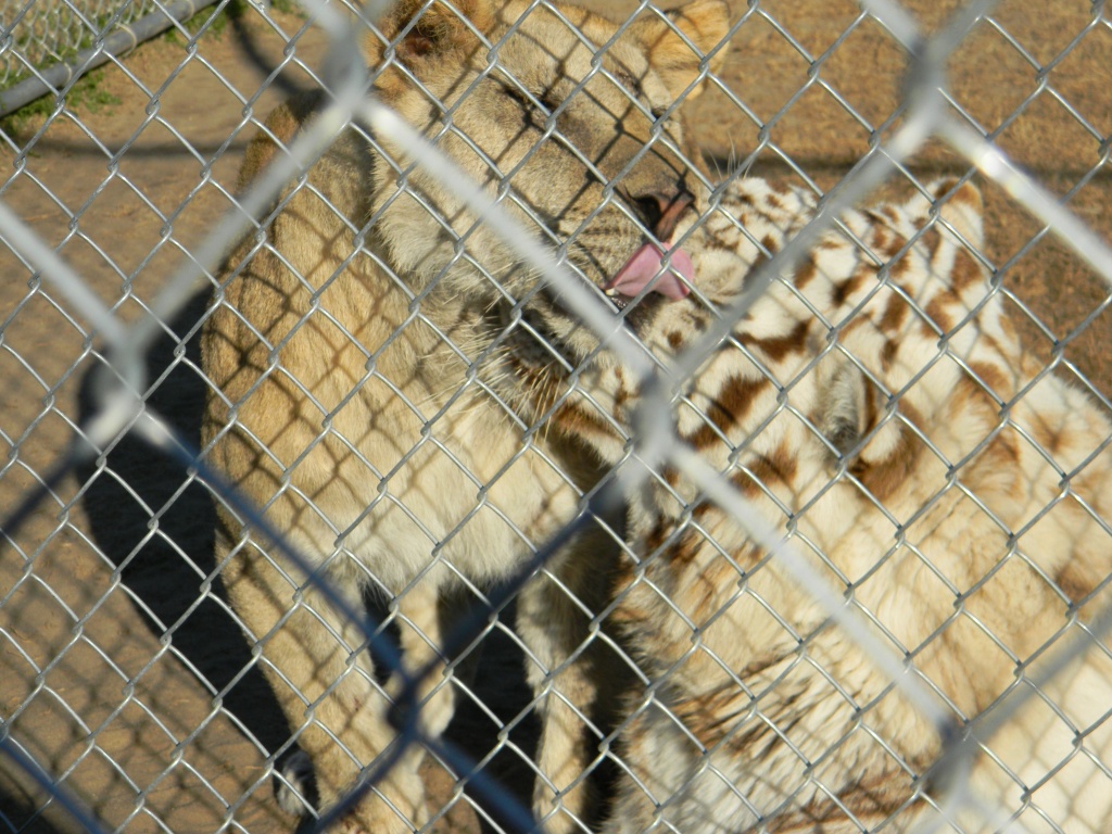 Lion Licking Tiger by sfeldphotos
