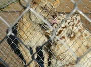 31st Dec 2011 - Lion Licking Tiger