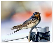 29th Dec 2011 - welcome, swallow