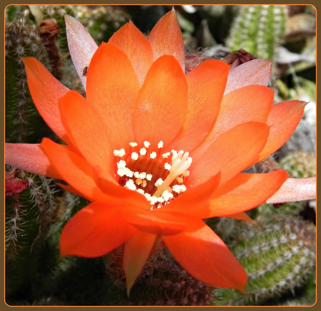Cactus Flower by salza