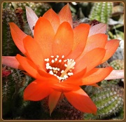 1st Jan 2012 - Cactus Flower