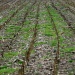 Corn Field by harveyzone