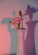1st Jan 2012 - Flower and Shadows