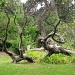 2012 01 01 Somerset Oaks Garden by kwiksilver