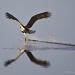 Osprey Skimming by twofunlabs