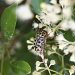 Summer bug (SOOC) by peterdegraaff
