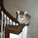 Buddy on the Banister by tatra