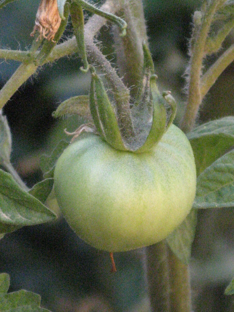At Last!!! It WILL be a tomato! by marguerita
